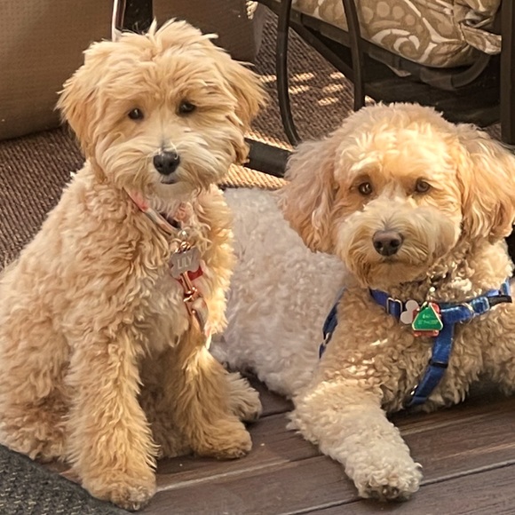 Hello, I am a personal trainer and Kitchen&Bath Designer. Dog sitter. - Picture 3 of 14